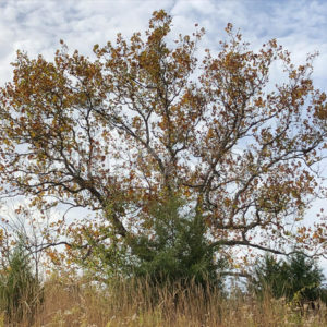 Golden Tree.jpg - Christina Chee