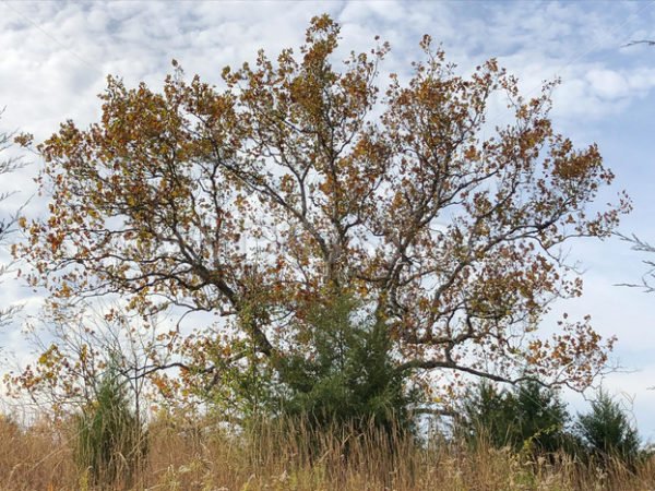Golden Tree.jpg - Christina Chee