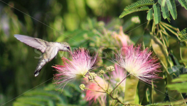 Humming Bird Mimosa.jpg - Christina Chee