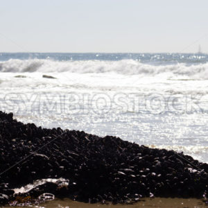 Mussles Crystal Cove.jpg - Christina Chee