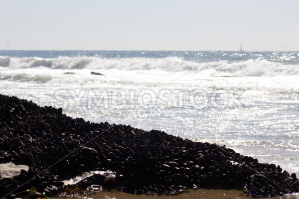 Mussles Crystal Cove.jpg - Christina Chee