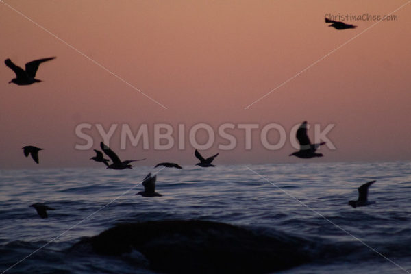 Birds in Flight Newport Beach 2.jpg - Christina Chee