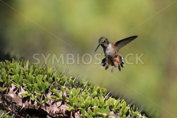 Hummingbird Cactus Newport Beach.jpg - Christina Chee